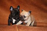 BOULEDOGUE FRANCAIS 795